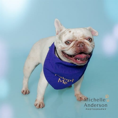 Photo of A165162, adoptable French Bulldog in Corona, California