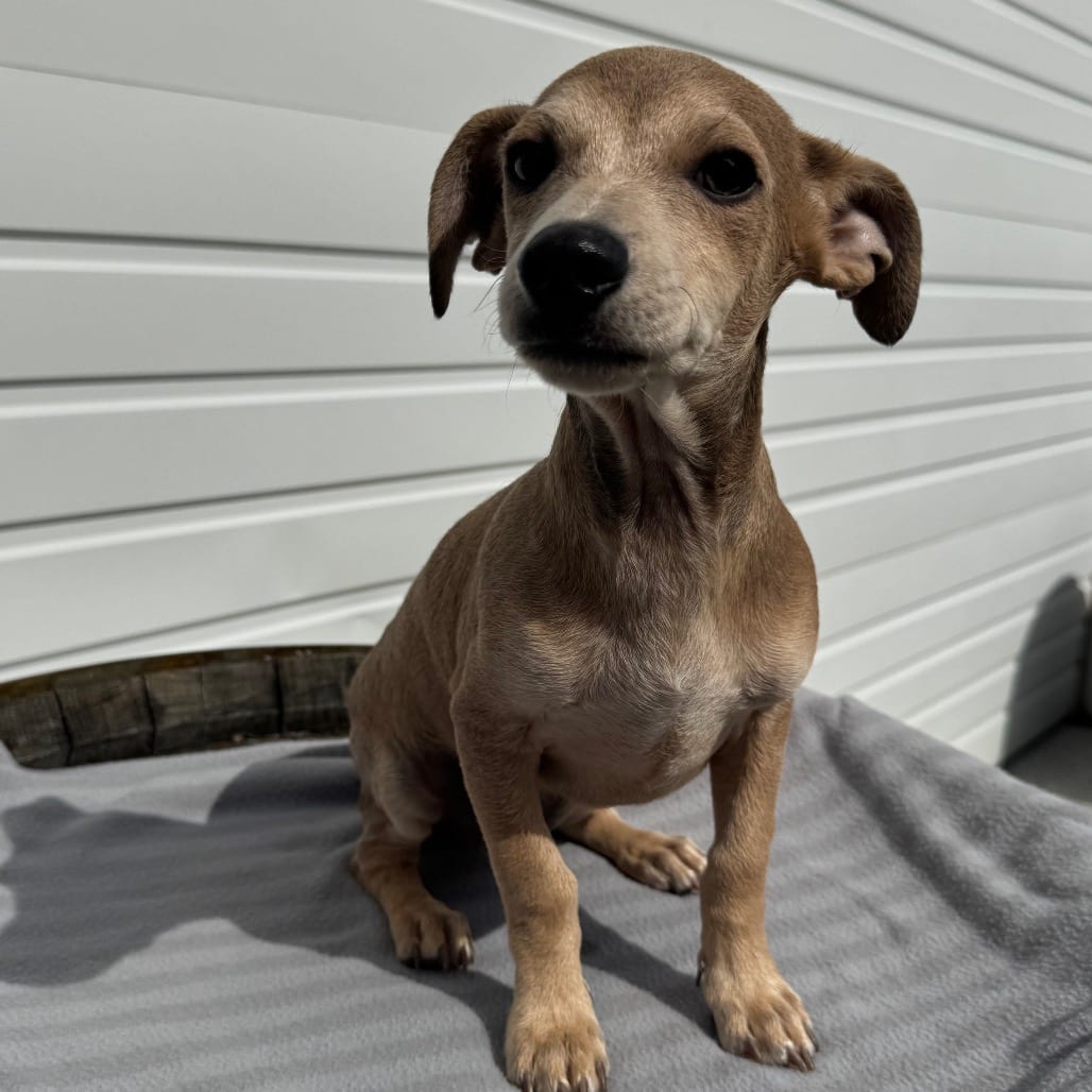 Photo of Biscuit, adoptable Chihuahua / Mixed Breed (Small) in Newberg, Oregon