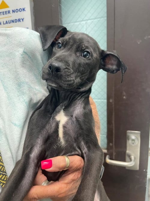 Photo of Leggo, adoptable Pit Bull Terrier in Tulsa, Oklahoma