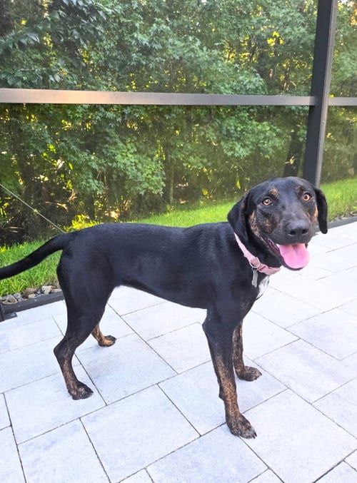 Photo of Saoirse Doglando Graduate FH, adoptable Hound in Sanford, Florida
