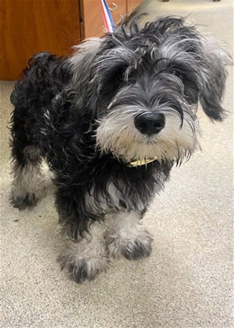 Photo of Benji, adoptable Miniature Schnauzer in Fort Myers, Florida
