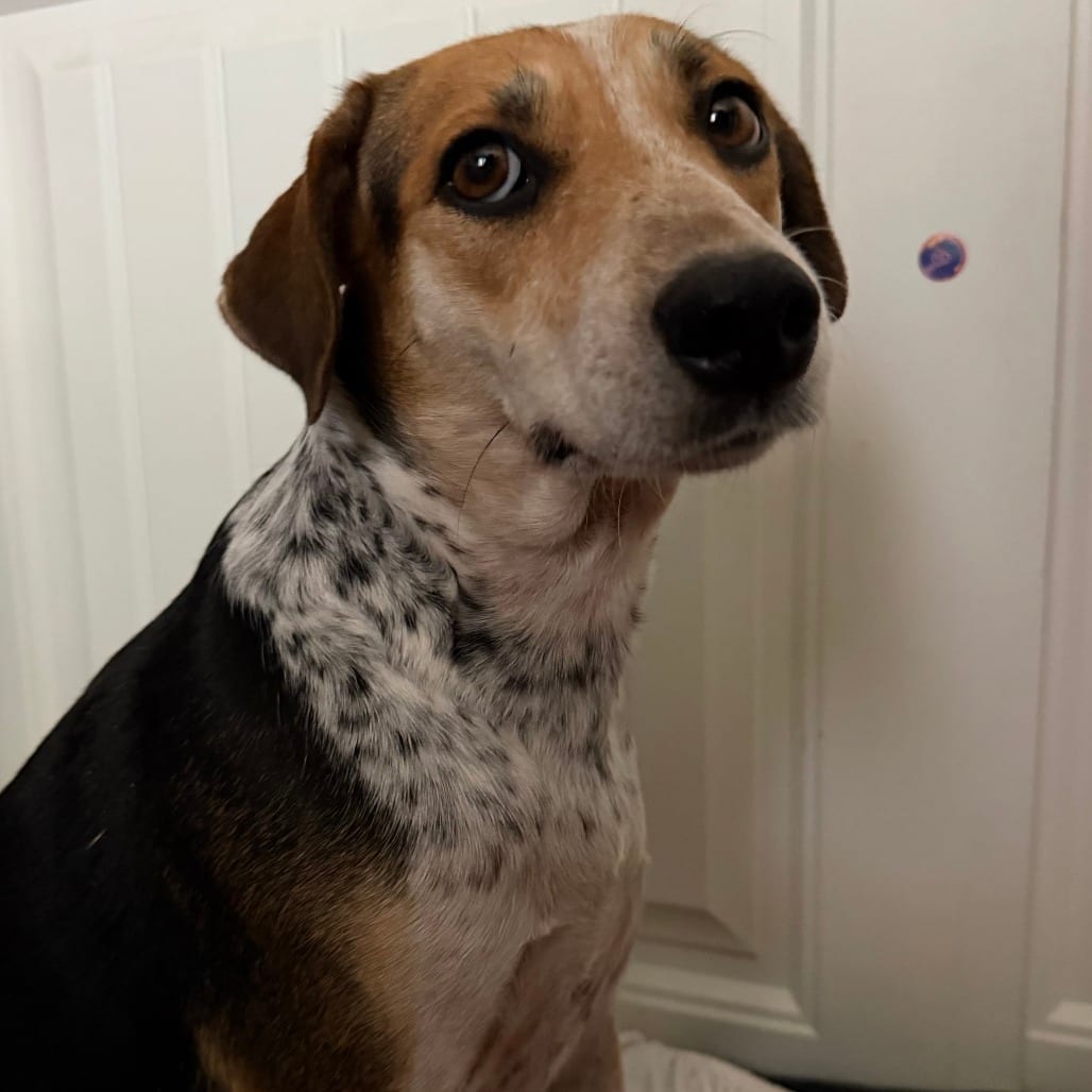 Photo of Jasmine, adoptable Hound / Mixed Breed (Medium) in California, California