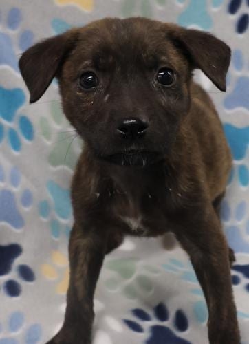 Photo of Delilah, adoptable German Shepherd Dog in Thief River Falls, Minnesota