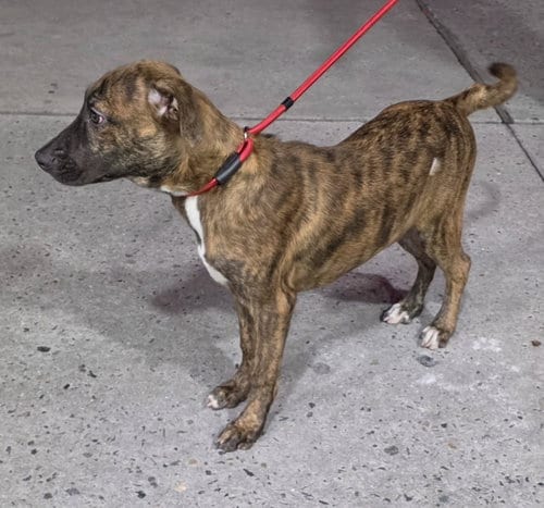 Photo of Victorino, adoptable Plott Hound in Virginia Beach, Virginia