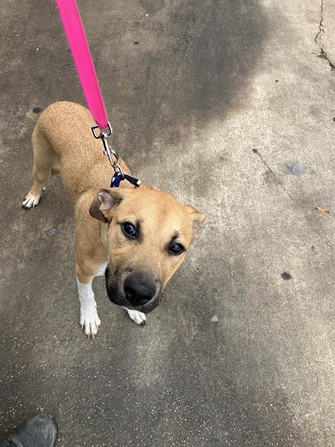 Photo of Roxy, adoptable Mixed Breed