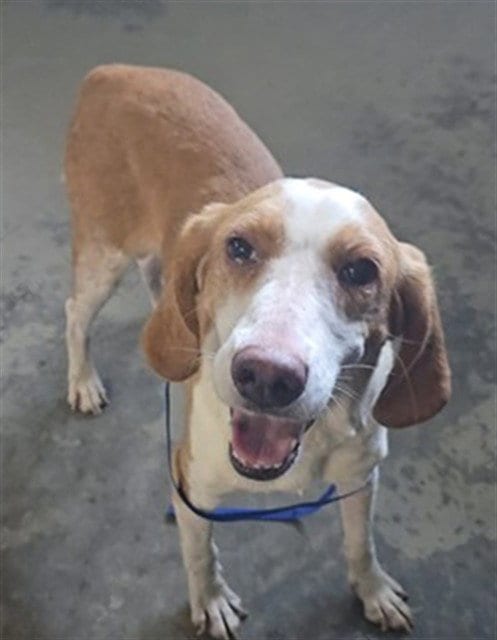 Photo of Dolly, adoptable Beagle in Tallahassee, Florida