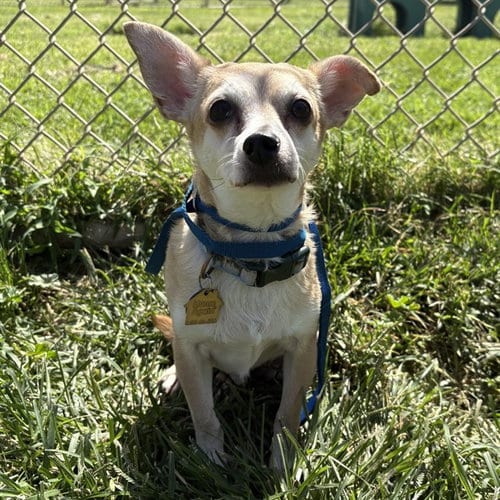 Photo of Jack Jack, adoptable Chihuahua in Modesto, California