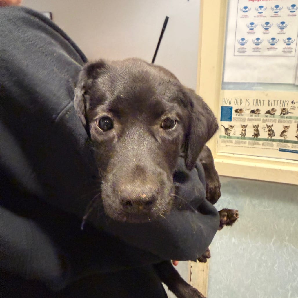 Photo of Raven, adoptable Mixed Breed (Small) in Chattanooga, Tennessee