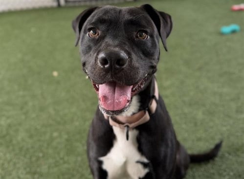 Photo of Boston, adoptable Labrador Retriever in Tavares, Florida