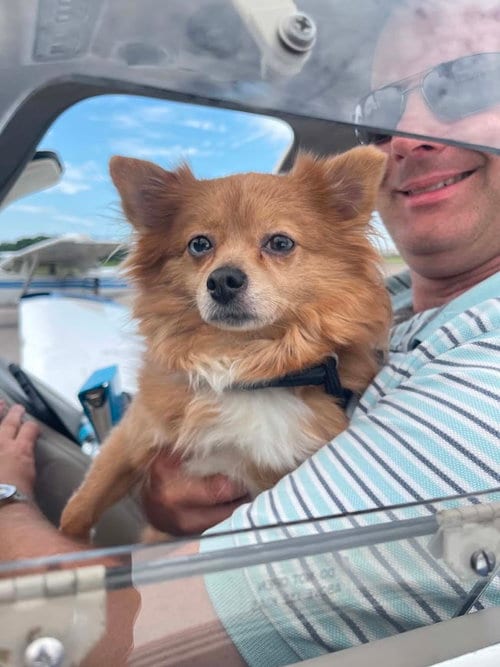 Photo of Peaches, adoptable Pomeranian in Shermans Dale, Pennsylvania
