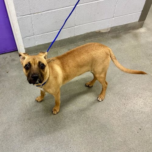 Photo of Buttercup, adoptable Labrador Retriever in Houston, Texas