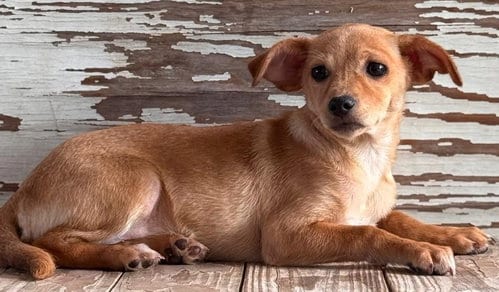 Photo of Telma, adoptable Dachshund in Carrollton, Texas