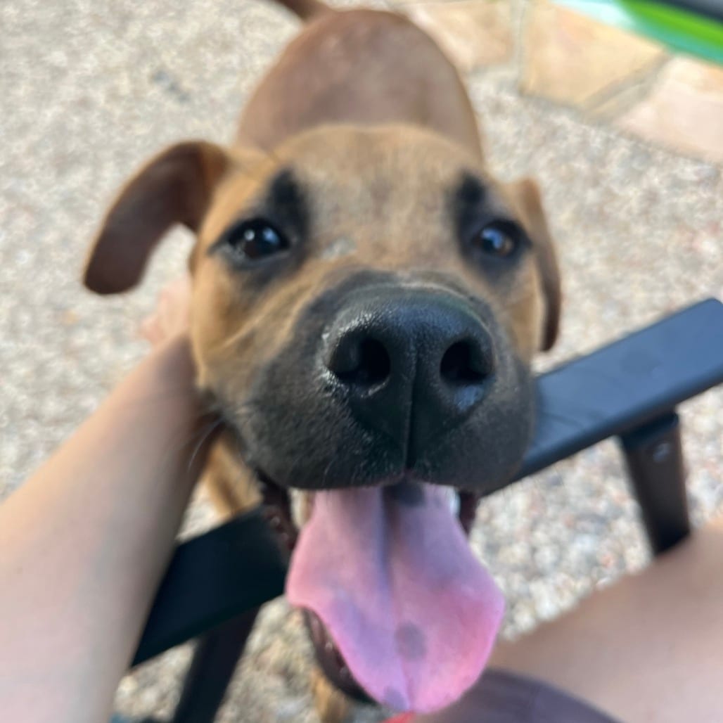 Photo of Dreamwork, adoptable Retriever, Labrador / Mix in San Antonio, Texas