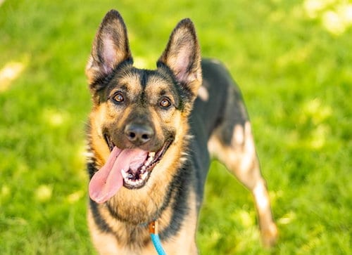 Photo of Gunner, adoptable German Shepherd Dog in San Jose, California