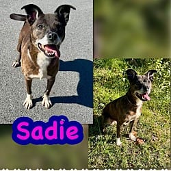 Photo of Shawnee, adoptable American Pit Bull Terrier Mixed Breed (Medium) in Blountville, Tennessee