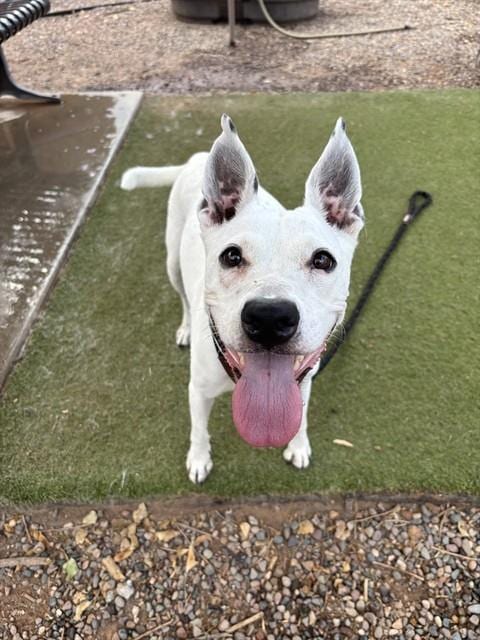 Photo of Ruth, adoptable Queensland Heeler in Phoenix, Arizona