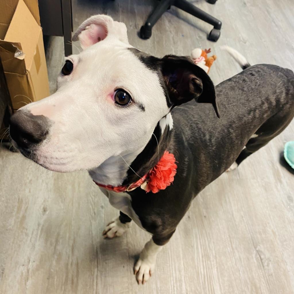 Photo of Be-Bop, adoptable Mixed Breed (Medium)