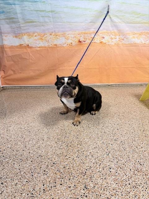 Photo of Meatball, adoptable Bulldog in Miami, Florida