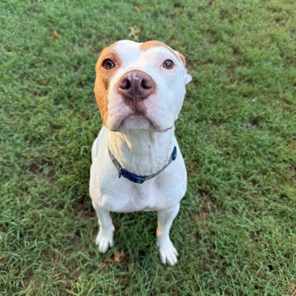 Photo of Udon, adoptable Mixed Breed (Medium) in Winston-Salem, North Carolina