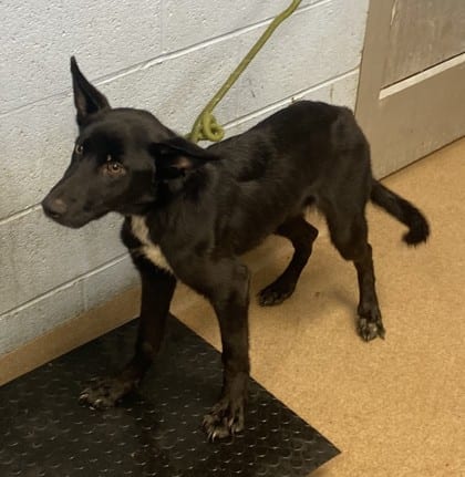 Photo of Nerissa, adoptable dog in Chamblee, Georgia
