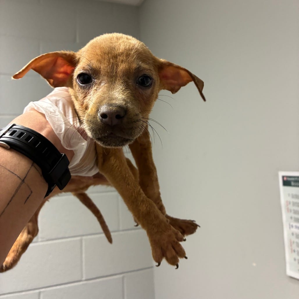 Photo of Ford, adoptable Mixed Breed (Small) in Chattanooga, Tennessee