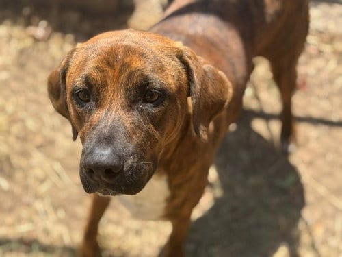 Photo of Brownie, adoptable Pit Bull Terrier in Tulsa, Oklahoma