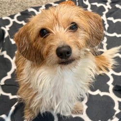 Photo of Nina, adoptable Miniature Dachshund Terrier (Unknown Type, Medium) in Hondo, Texas