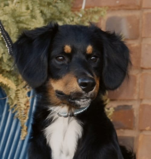 Photo of Bailey Girl, adoptable Australian Shepherd in Sussex, New Jersey