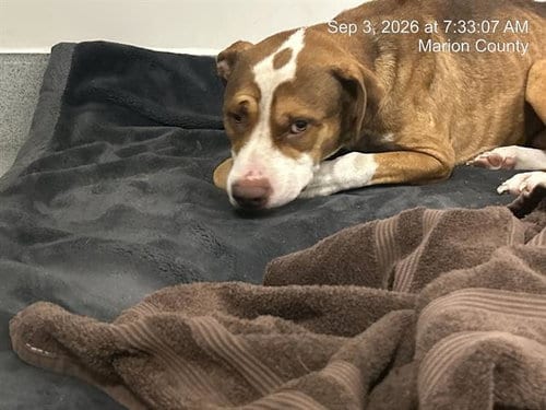 Photo of Marley Twist, adoptable American Pit Bull Terrier in Ocala, Florida