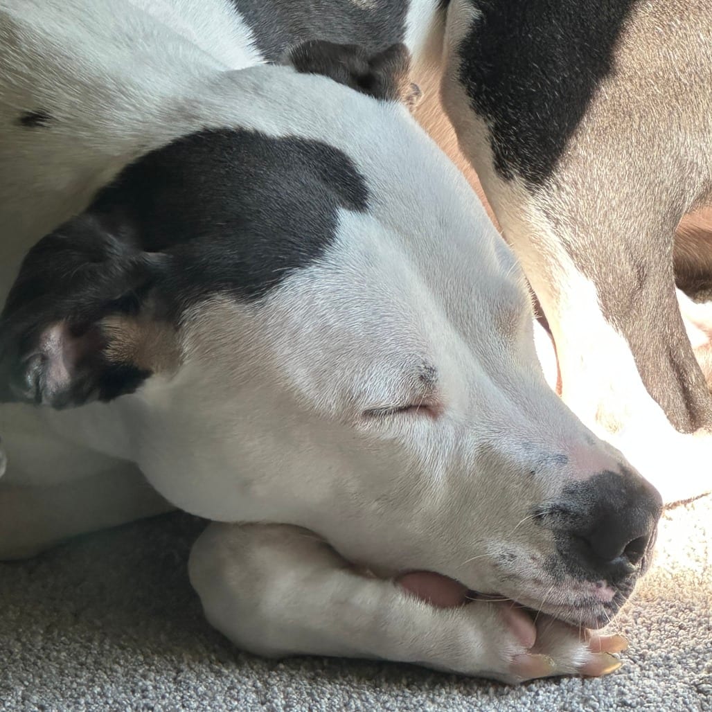 Photo of Champion-Foster, adoptable Mixed Breed (Medium) in Grand Rapids, Michigan