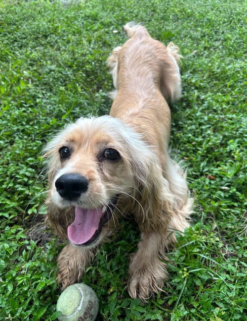 Photo of Winnie, adoptable Cocker Spaniel in Osteen, Florida