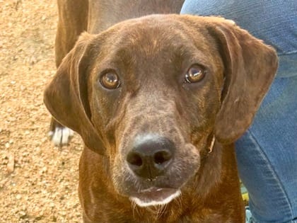 Photo of Benson, adoptable dog in Georgetown, Texas