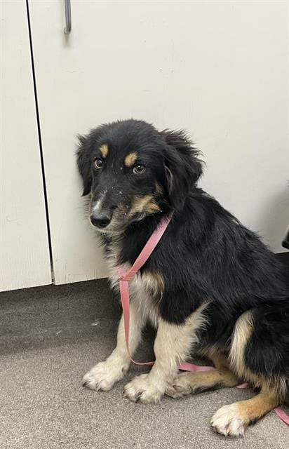 Photo of Molly, adoptable Border Collie in HESPERIA, California
