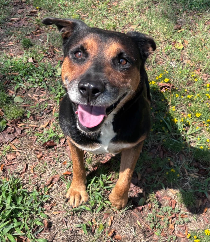 Photo of Florence, adoptable German Shepherd Dog in Little Rock, Arkansas