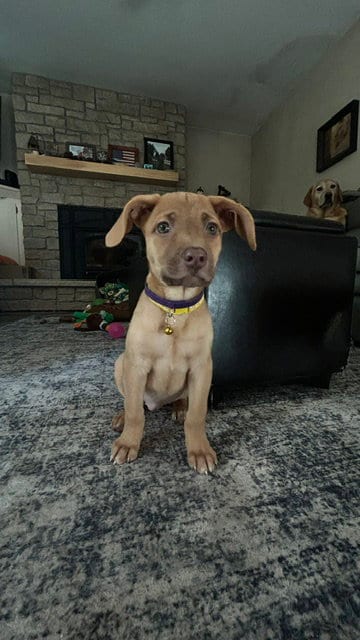 Photo of Amethyst, adoptable Labrador Retriever in Genesee, Wisconsin