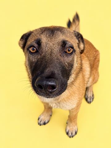 Photo of Albert, adoptable Belgian Shepherd Malinois in HESPERIA, California