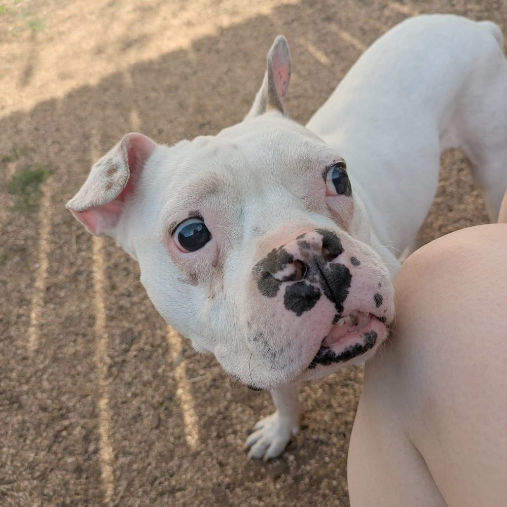 Photo of Stevie, adoptable Mixed Breed (Medium) in St. Louis, Missouri