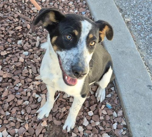 Photo of Baylee, adoptable Australian Cattle Dog/Blue Heeler in Albuquerque, New Mexico
