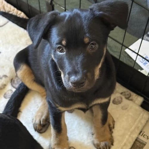 Photo of Eureka Pup - Carter, adoptable Wirehaired Fox Terrier in San Diego, California