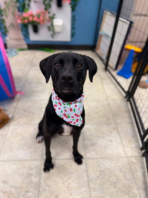 Photo of Enzo, adoptable Labrador Retriever in Willingboro, New Jersey