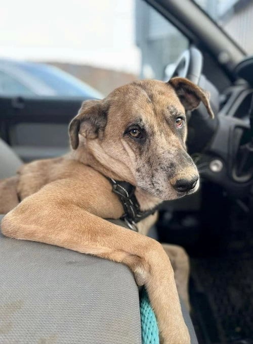 Photo of Huckleberry, adoptable German Shepherd Dog in Maryville, Tennessee