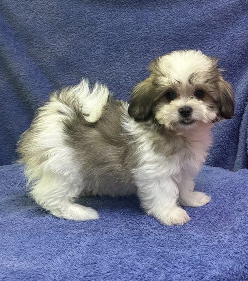 Photo of Toby, adoptable Shih Tzu in Cumming, Georgia