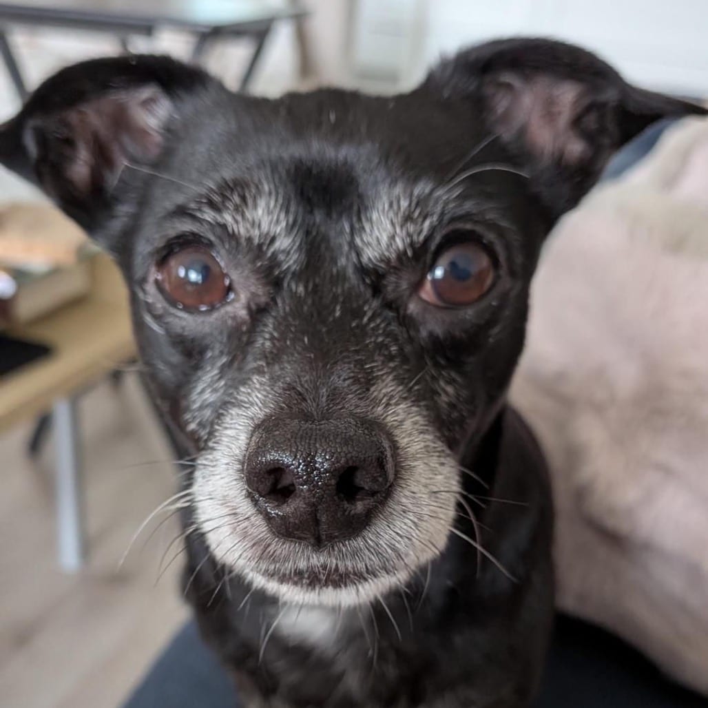 Photo of Rafi, adoptable Mixed Breed (Small) in San Francisco, California