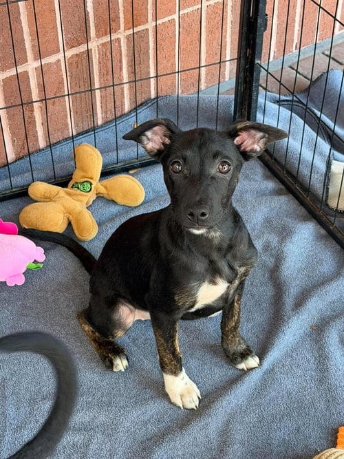 Photo of Ariana, adoptable Australian Cattle Dog/Blue Heeler in Bolivar, Missouri