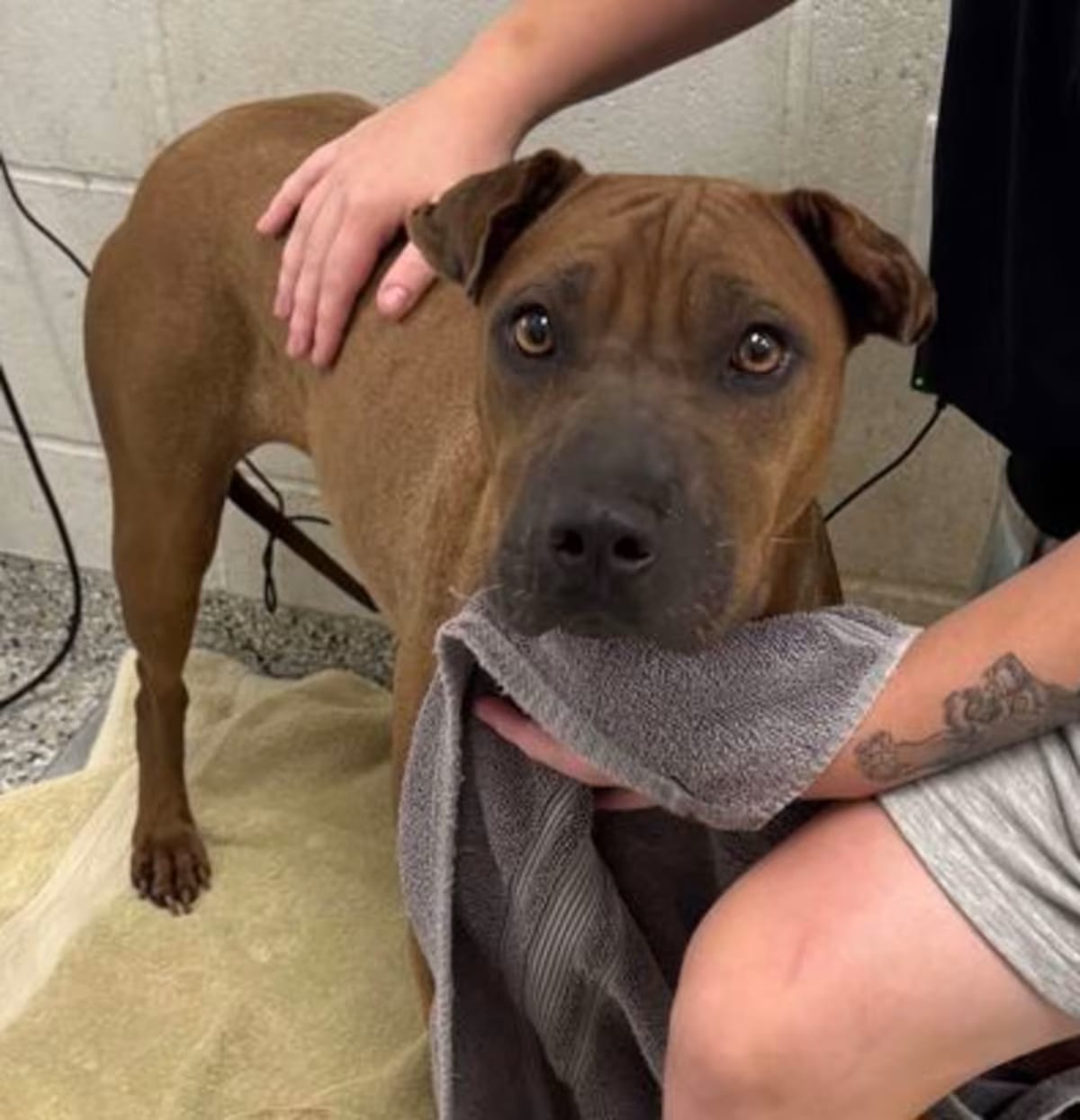 Photo of Cassandra, adoptable Shar Pei in Kansas City, Missouri