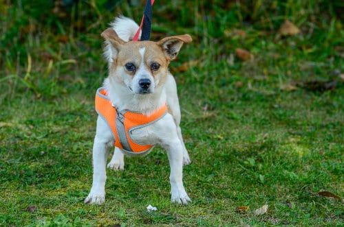 Photo of Draco, adoptable Chihuahua in Brick, New Jersey