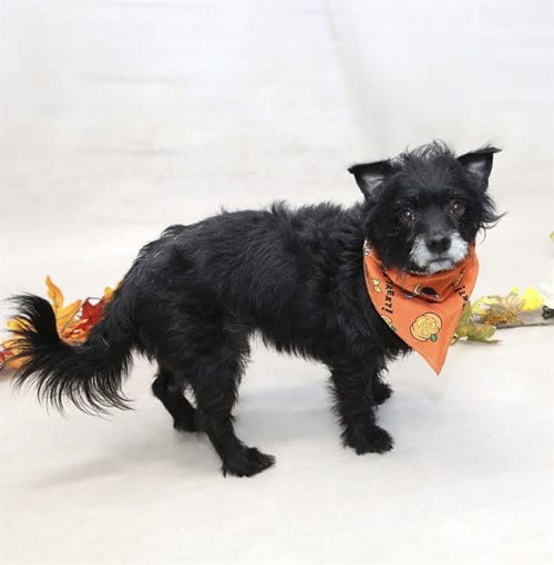 Photo of Jett, adoptable Toy Fox Terrier in Sanford, Florida