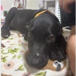 Photo of Kingston, adoptable Mixed Breed (Medium) in New Castle, Delaware