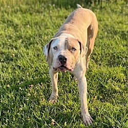Photo of Duke, adoptable American Pit Bull Terrier in Pittsfield, Illinois