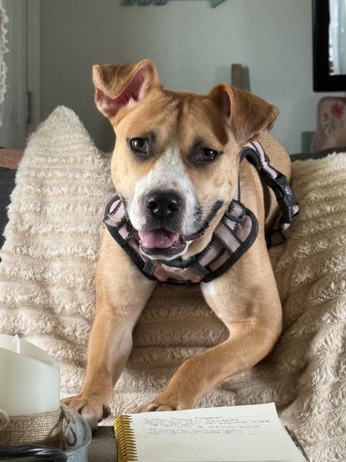 Photo of Nova, adoptable Unknown breed (short coat) in Polson, Montana